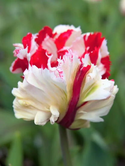 Tulpe - Estella rijnveld 5 gab