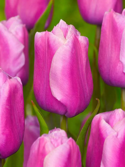 Tulip - Holland beauty 5 bulbs