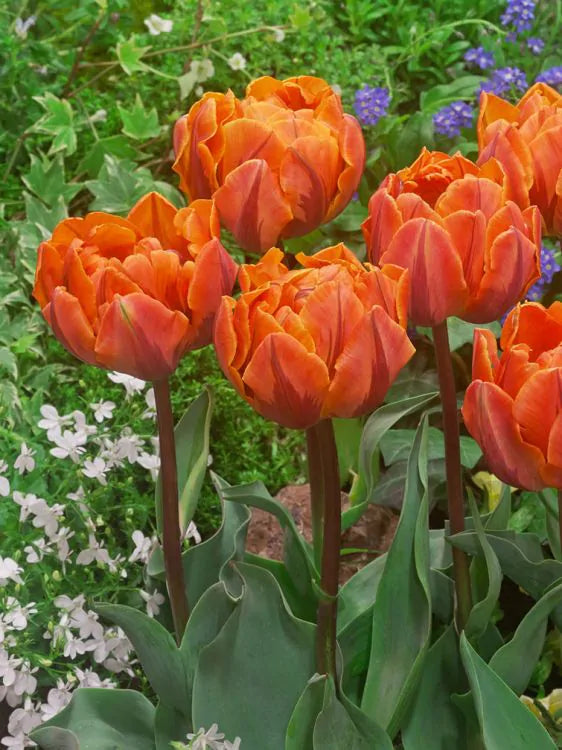 Tulpe Orange Princess 5 gab