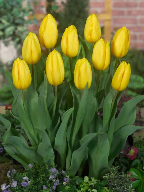 Tulpe - Strong gold 5 gab