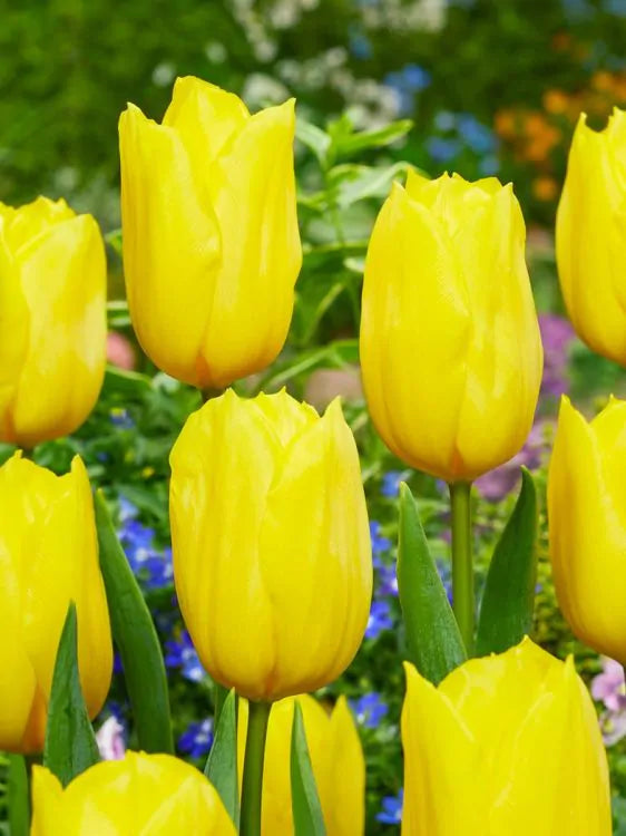 Tulpe - Strong gold 5 gab