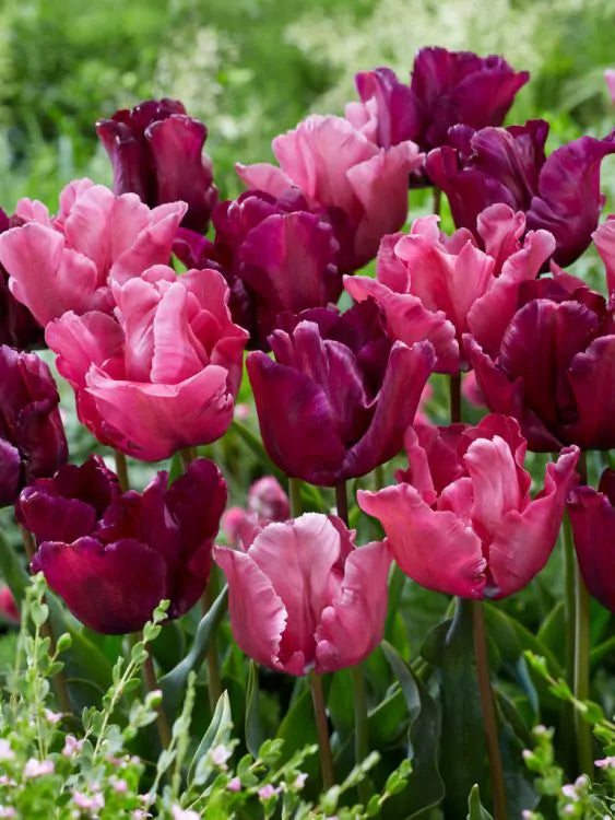 Tulpe - Flamingo queen 5 gab