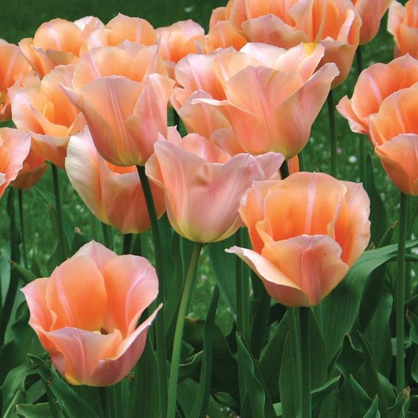 Tulpe - Apricot beauty 5 gab